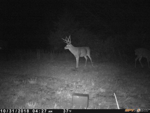 1994 Ford Bronco - Trail cam captures a deer in a field on October 31, 2018, at 4:27 AM.