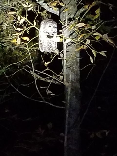 2004 Land Rover Land Rover - This is one of the Barred Owls that pass by each night. I've seen at least 3.