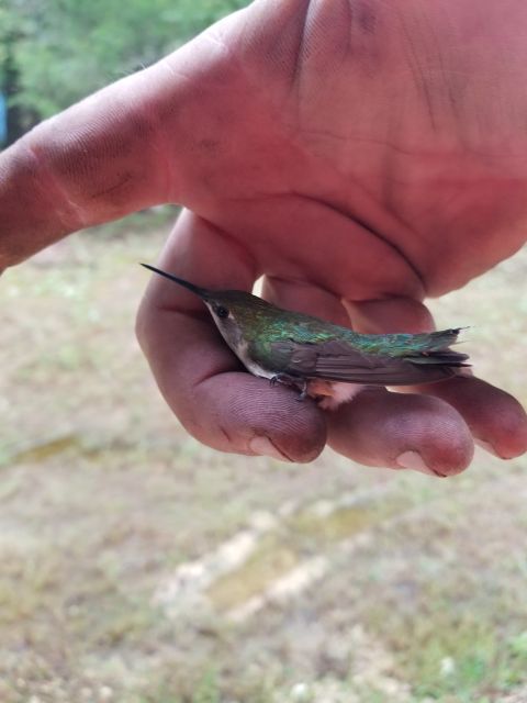 2004 Land Rover Land Rover - The local hummingbirds have figured out how to fly INTO my workshop, but not out. And they're really hard to catch.