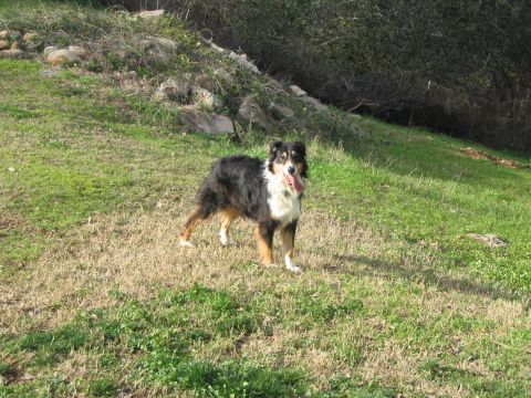 1989 Ford Bronco - My rescue dog, Aussie named "Tuff"