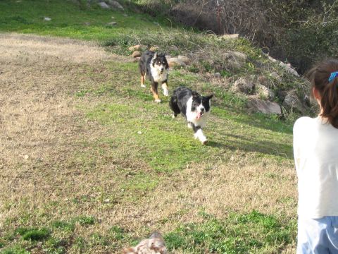 1989 Ford Bronco - Rescue dogs for Animal Control, Chase and Tuff