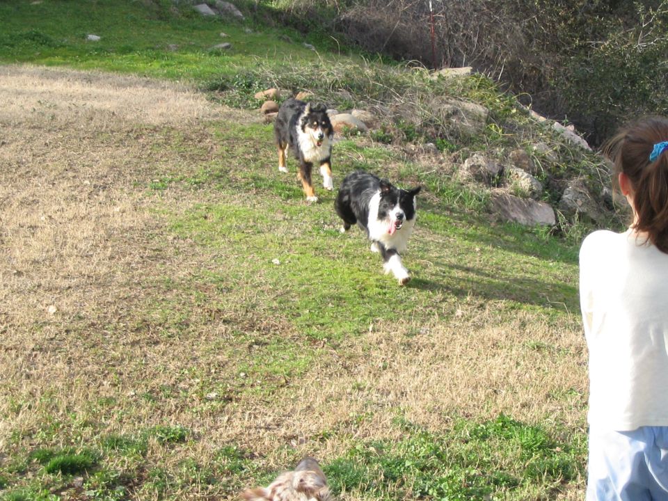 Two dogs running down a grassy hill toward a girl in a white shirt; no vehicle shown