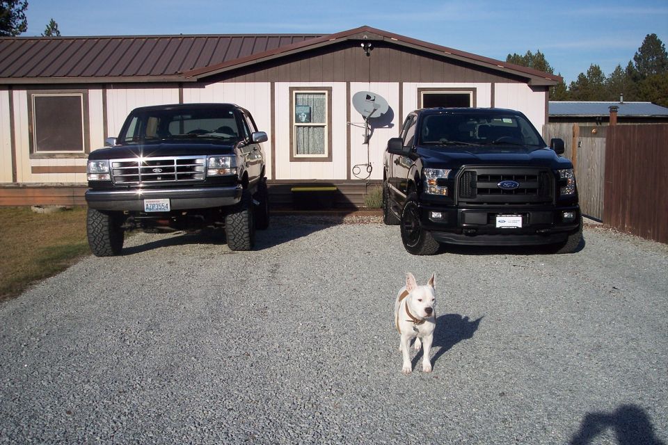 Two black Ford pickup trucks parked in a gravel driveway with a white dog in front.