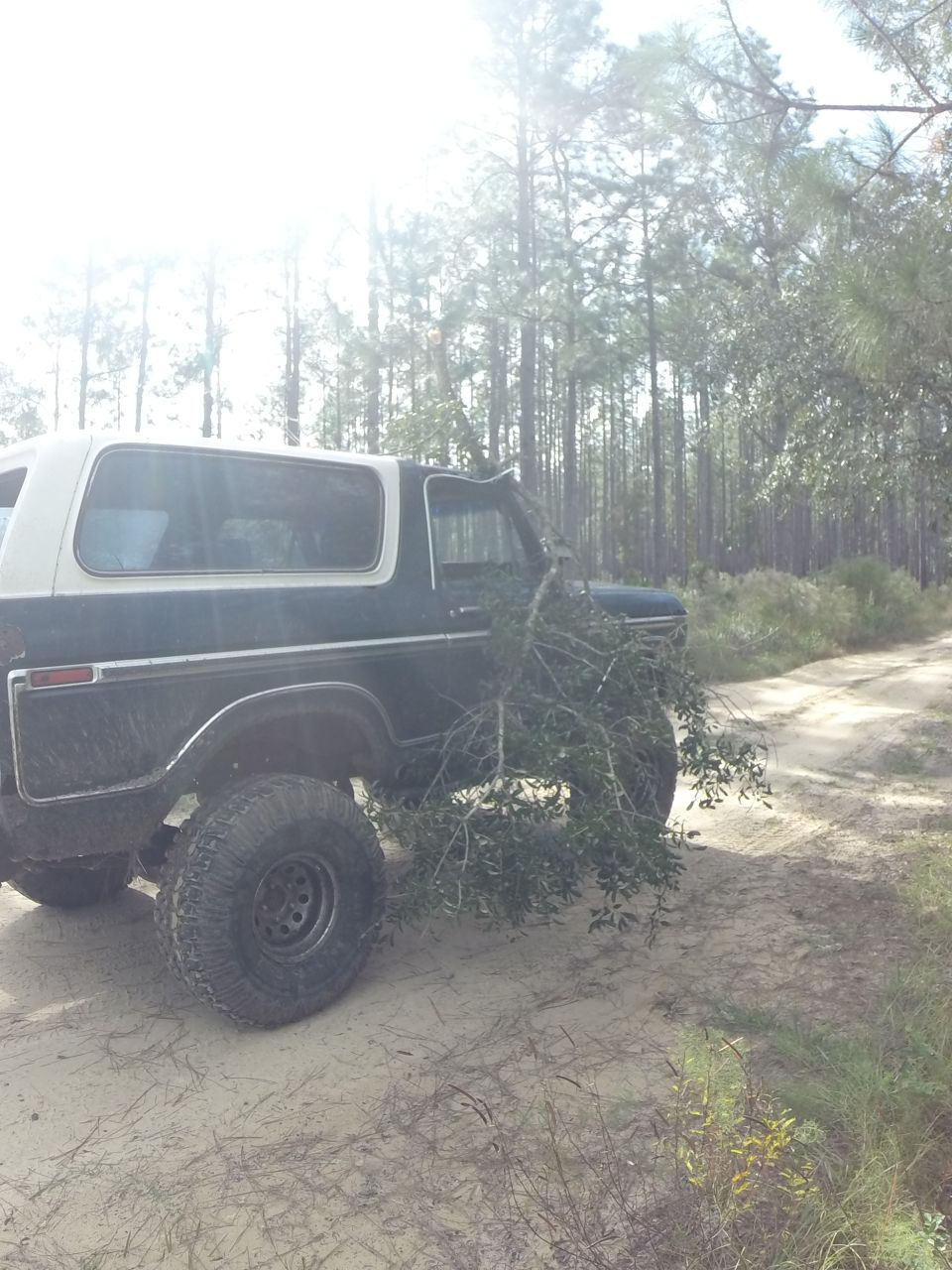 Dark blue and white Ford Bronco with a tree branch on the front, parked on a dirt road in a forest.