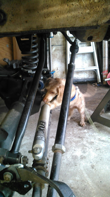 1978 Ford Bronco - A dog playfully chews on a FOX shock absorber, part of a vehicle's suspension system during a rebuild.