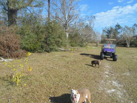 1992 Ford Bronco - A purple golf cart is parked in a field with a bulldog and a pig in the foreground.