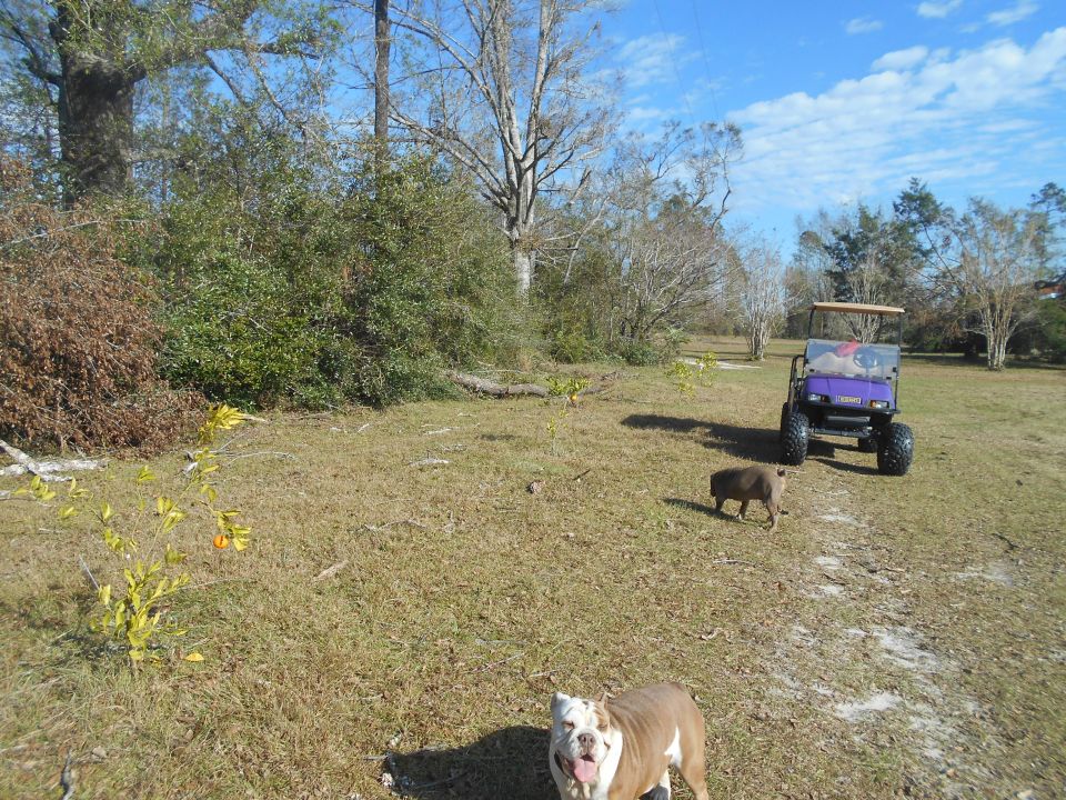 Purple golf cart parked in a grassy field with a bulldog and a pig nearby