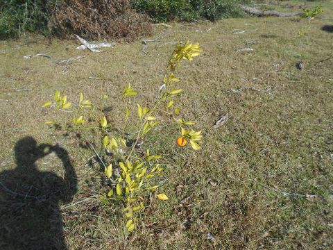 1992 Ford Bronco - A small, young citrus tree with yellowing leaves and one orange fruit is shown in a dry, grassy field. The shadow of a person holding a cam…
