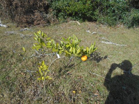 1992 Ford Bronco - A small orange fruit hangs from a young tree in a grassy area with some fallen branches and foliage in the background. The shadow of a pers…