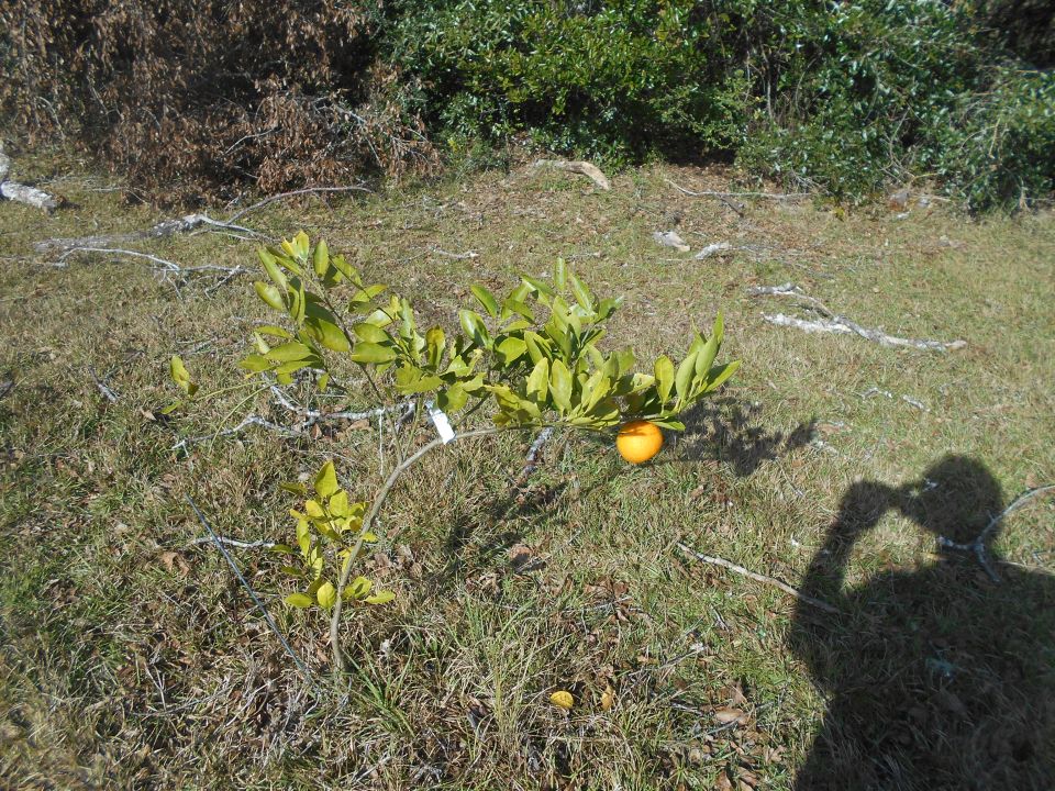 A single orange fruit on a small tree with a person's shadow holding a camera.