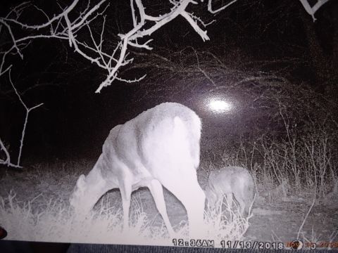 1994 Ford Bronco - Two deer are seen grazing in a grassy area at night, illuminated by a bright light.