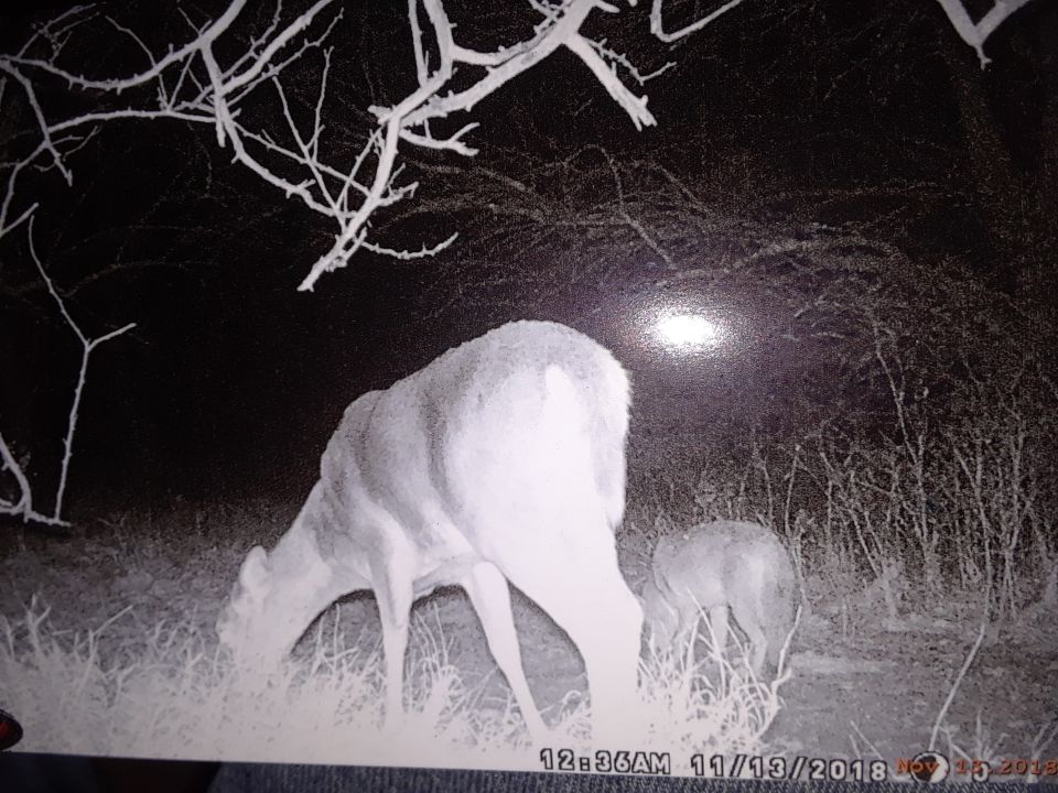 Deer grazing at night, with a bright light source in the background