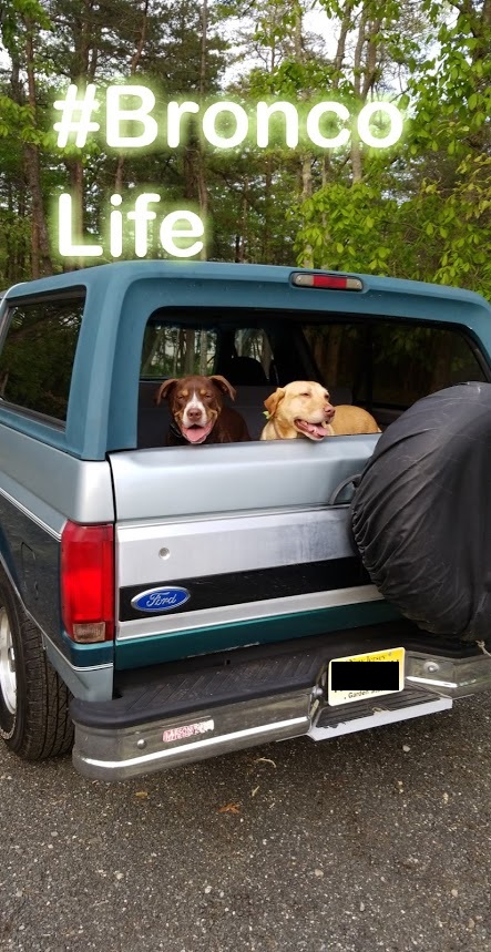 1996 Ford Bronco - Dogs are loving it!! 5/12/2018