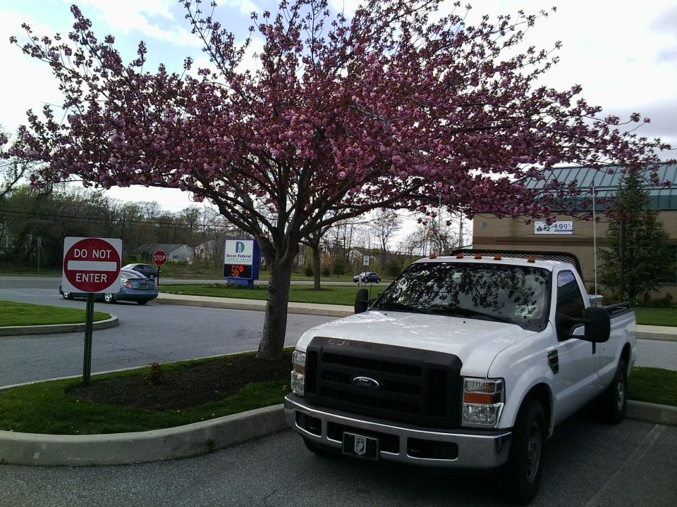 White Ford F-Series pickup truck, front view, parked near a flowering tree and a "Do Not Enter" sign