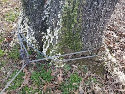 1983 Ford Bronco - After tightening up the cable, I checked the anchor, and it had cut into the rotting stump about an inch all around. No surprise...