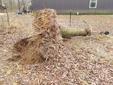 1983 Ford Bronco - There are a few more big roots preventing me from pulling this out of the hole, and I can't cut them with the stump on top. So I'll have to…