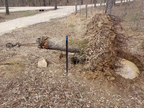 1983 Ford Bronco - The stack is nearly gone, but it lifted the root ball enough to break the last few big ones and drag it out of the hole. I was able to unho…