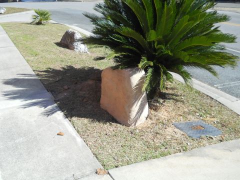 1992 Ford Bronco - Outdoor landscaping features rocks, grass, and a sago palm near a paved road.
