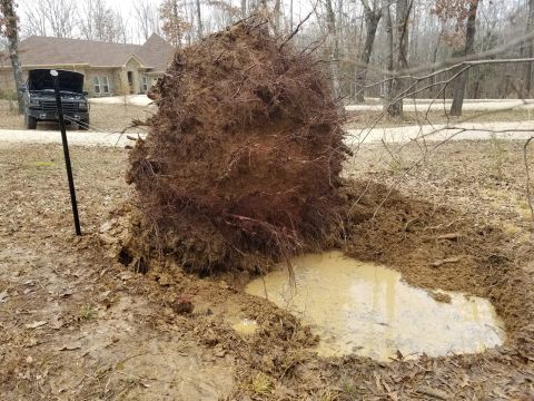 1983 Ford Bronco - Even dead for a year & a half, and cut off 4 feet above ground (for the leverage), this stump still put up a helluva fight. [url=https://ww…