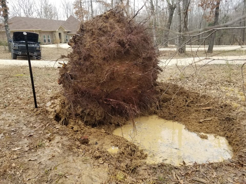 Uprooted tree with large root ball and muddy puddle in a yard, with a house and truck in the background