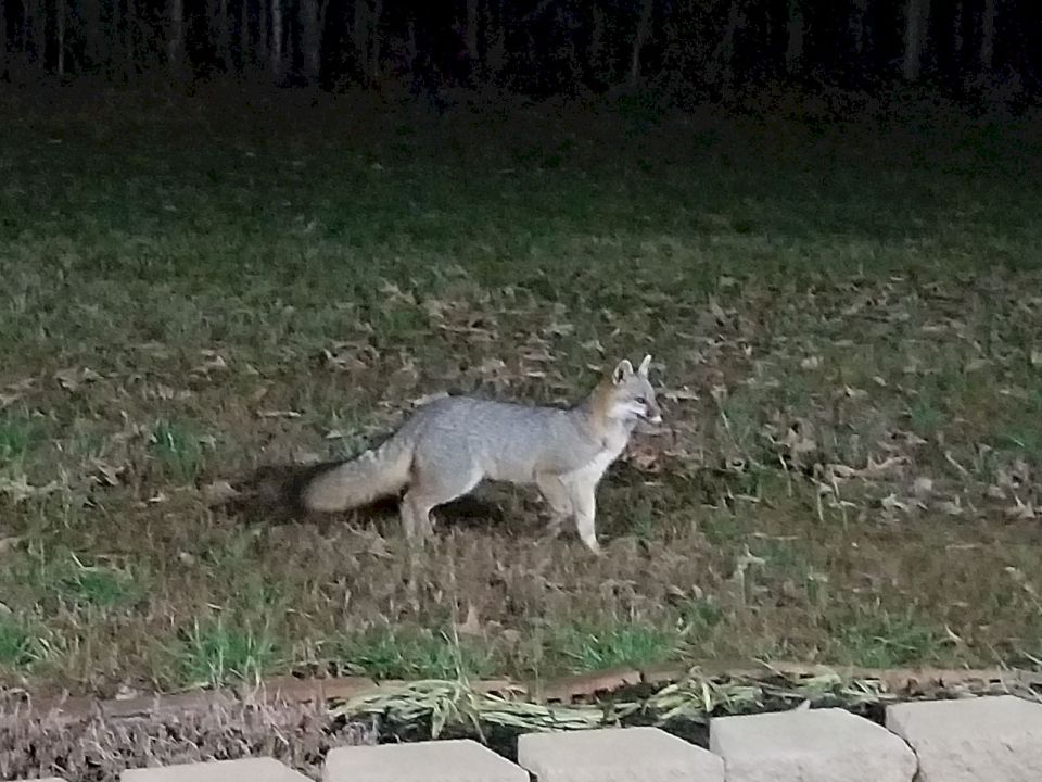 Our grey fox is looking healthy.