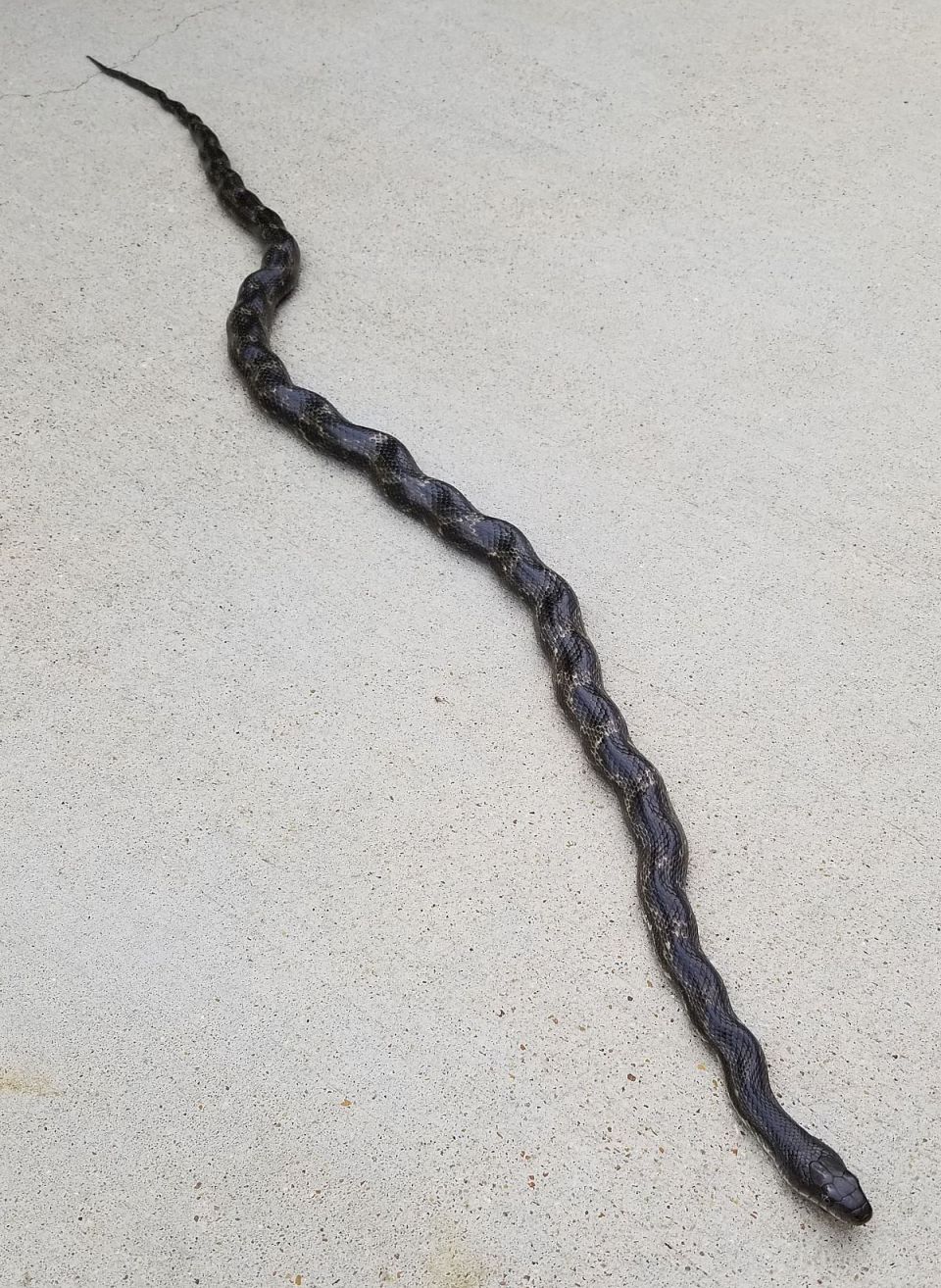 Our mouse-catcher came by this spring, to sun on the helipad.  I guess he thought he could make himself look like a stick by wrinkling his body.  I tossed him back into the trees.