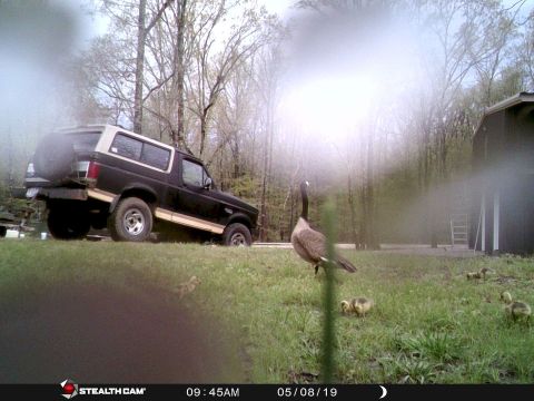2004 Land Rover Land Rover - This goose & goslings wandered over from the neighbor's ponds.
