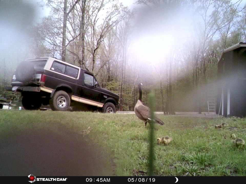 This goose & goslings wandered over from the neighbor's ponds.
