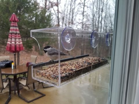 2004 Land Rover Land Rover - This little pecker makes a racket, but he's amusing to watch on this clear window feeder.
