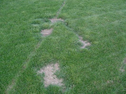 1979 Ford Bronco - The image shows a patch of grass with visible tire tracks and areas where the grass is worn away.
