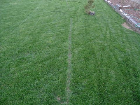 1979 Ford Bronco - Tire tracks are visible on the grass, with a small tree and a stone border in the background.