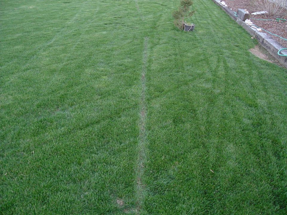 Lawn with tire tracks and a small tree
