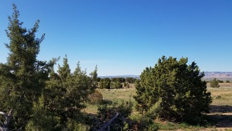 1985 Ford Bronco - A wide view of a dry, arid landscape with scattered trees and distant hills under a bright blue sky.