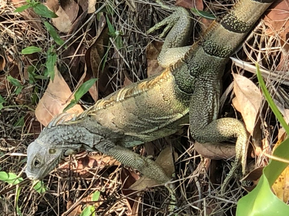 iguana on forest floor