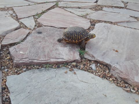 1994 Ford Bronco - A turtle walks across a patio made of large, irregular flagstones.