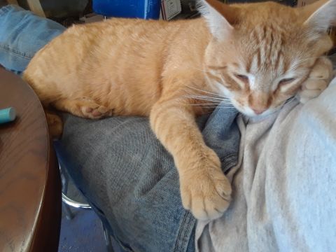 1994 Ford Bronco - An orange tabby cat rests comfortably on someone's lap, with the Supermotors.net logo in the corner of the image.