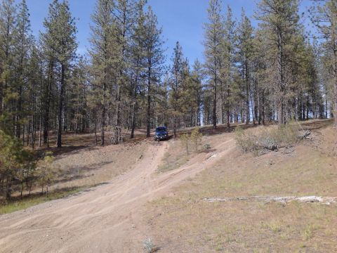 1995 Ford Bronco - A 1995 Ford Bronco navigates a dirt road through a dense pine forest under a clear blue sky.