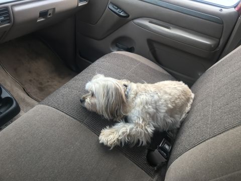 1994 Ford Bronco - A small, light-colored dog sleeps on the passenger seat of a vehicle. The interior shows a fabric seat, a seatbelt, and part of the dashboa…