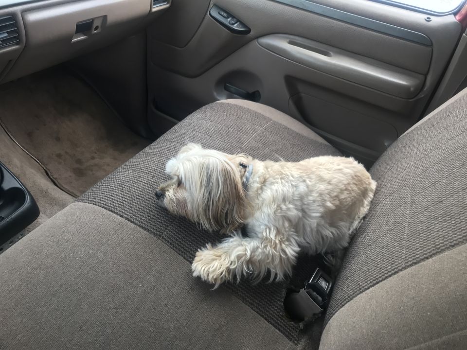 Small dog sleeping on a vehicle's passenger seat.