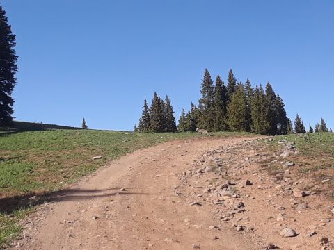 1999 Ford E250 - Dirt road ascends a hill with trees and grass under a bright blue sky. Watermark visible.