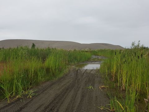 1978 Ford Bronco - A muddy track winds through tall grass and cattails, leading towards a sand dune under a cloudy sky.