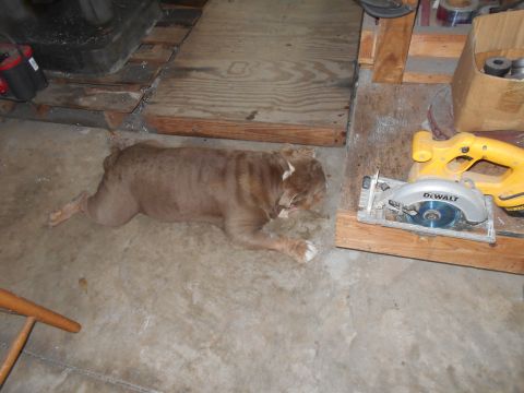 1992 Ford Bronco - A bulldog rests on a workshop floor near tools and lumber.
