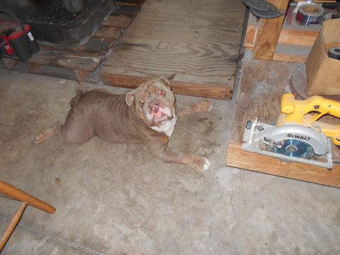 1992 Ford Bronco - A brown dog rests on a concrete floor in a workshop, with a DeWalt circular saw nearby.