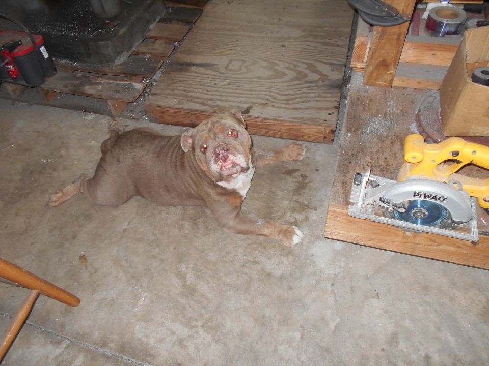 Brown dog lying on concrete floor next to a DeWalt circular saw