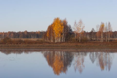 1993 Ford Bronco - A serene autumn landscape features a cluster of birch trees with vibrant yellow and orange foliage reflected in the calm water of a lake. T…