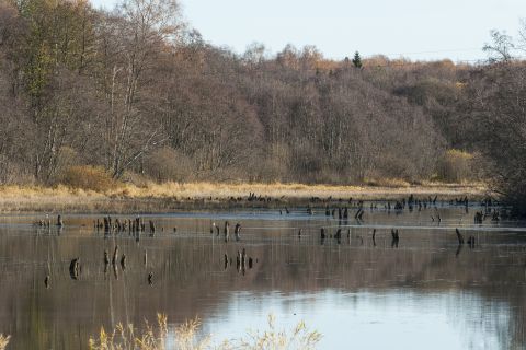 1993 Ford Bronco - A calm body of water reflects a forest of bare trees and dry reeds under a clear sky. Numerous dark, jagged tree stumps protrude from the w…