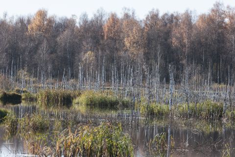 1993 Ford Bronco - A serene wetland scene with a dense forest of birch trees in the background and reeds growing in the shallow water.