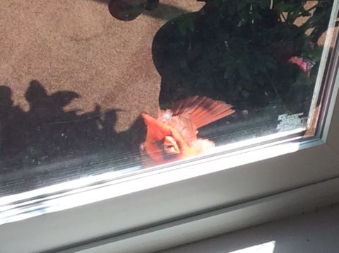 1992 Ford Bronco - A red cardinal bird is lying on its back on a windowsill, with its wings spread.