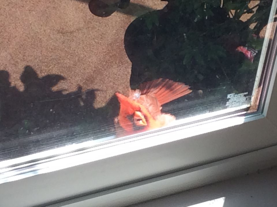 Red cardinal bird on a windowsill