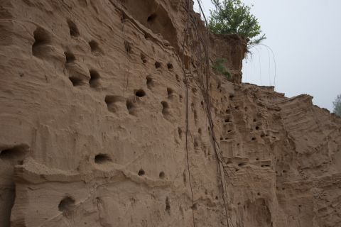 1993 Ford Bronco - A sandy cliff face is riddled with numerous small holes, likely bird nests, with some vegetation growing from the top.